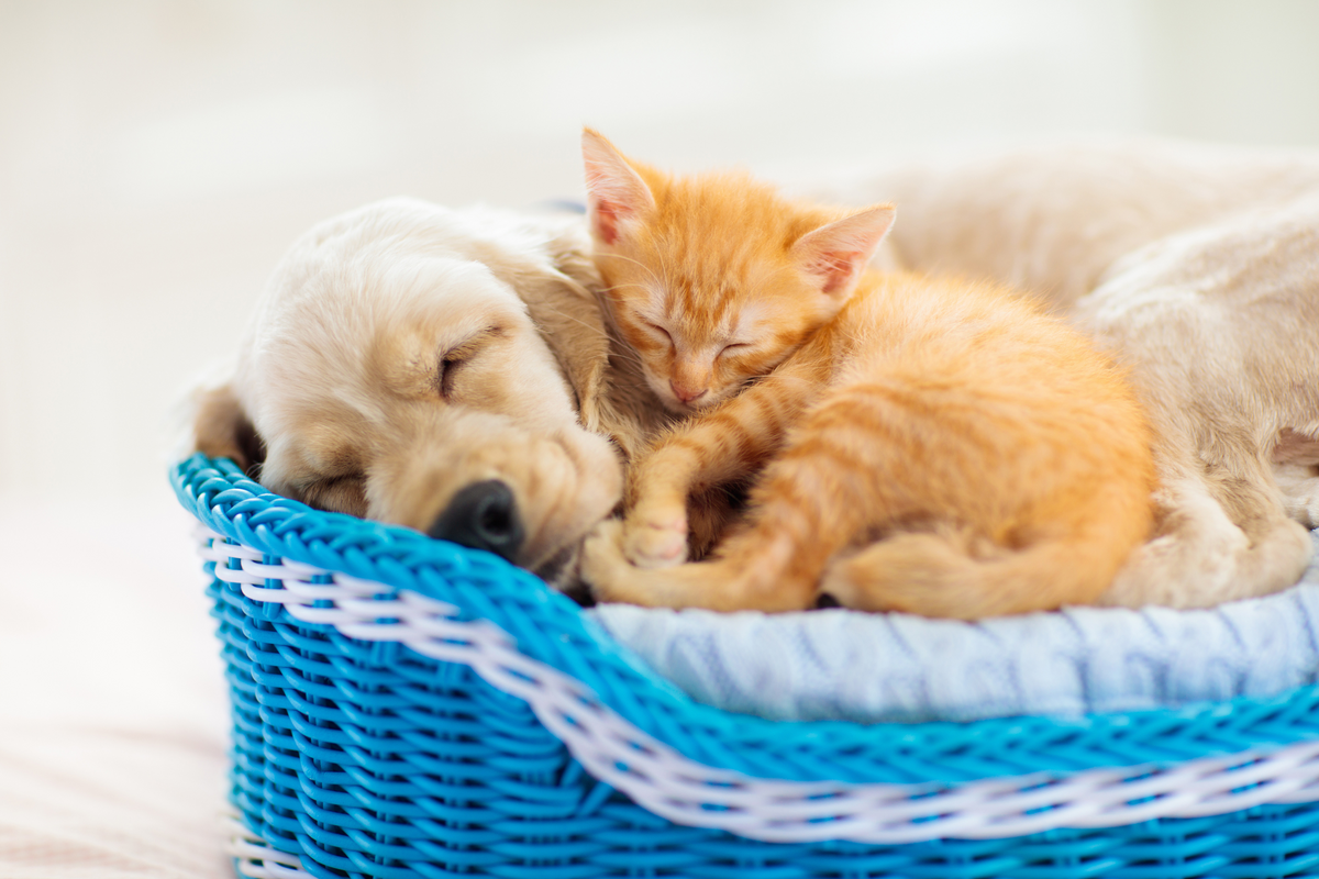 High-quality pet supplies – Pets-Atelier